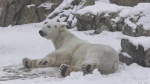 Polar bears enjoy play in fresh snow