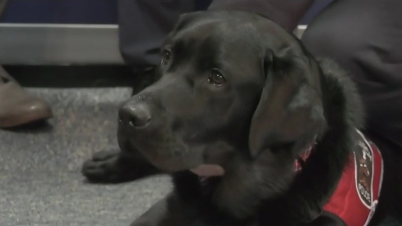 Beacon, an operational stress injury dog, is shown. (CTV News)