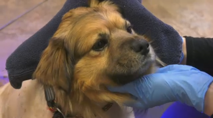 Percy, who was rescued after being attacked by a group of dogs near The Pas, is receiving a new light therapy treatment as part of his care. Jan. 26, 2023. (Source: Daniel Halmarson/CTV News)