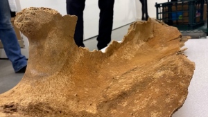 Mammoth bone discovered near Edmonton