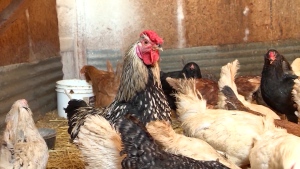 B.C. flocks hit hard by avian flu