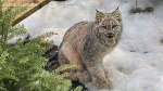 Orphaned lynx helped by Wild North