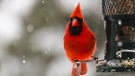 A cardinal rests on a bird feeder during snowy weather in this viewer-submitted image from January 2023. (Source: Ellen Price)