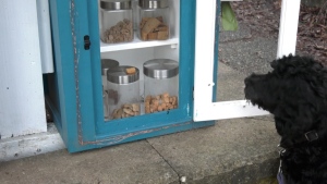 A dog looks at the offerings of a free treat library in East Vancouver. 