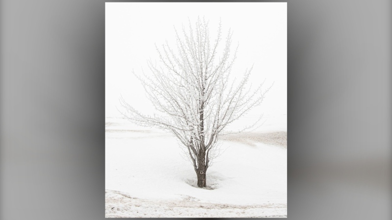 Viewer Beatrice's photo of a tree in snow.