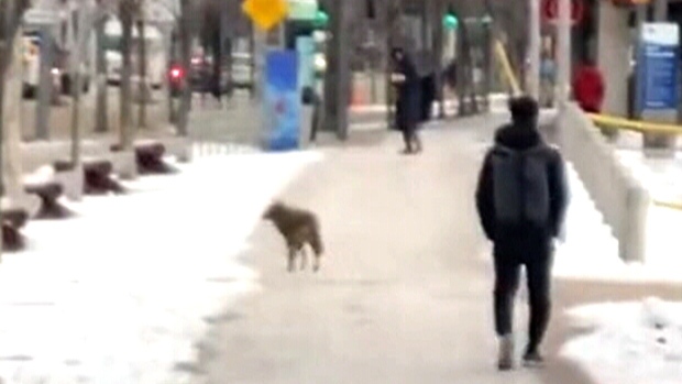 Coyote spotted in popular Toronto neighourhood