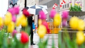 Tulips bloom as spring rain falls in downtown Ottawa on Thursday May 19, 2022. THE CANADIAN PRESS/Sean Kilpatrick