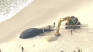 Dead whale beached off Long Island coast 