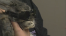 Bunny wearing goggles