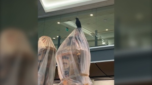 A crow perches on an art installation at the Vancouver airport in an image from Twitter. 