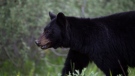 A black bear is seen near Lake Louise, Alberta, June, 2020. Fintrac warns that wild animals in Canada are hunted for their fur and sold globally as trophies or other decorative products. THE CANADIAN PRESS/Jonathan Hayward 