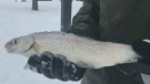 A white fish caught in Lake Simcoe Jan. 30, 2023 (CTV NEWS/ROB COOPER)