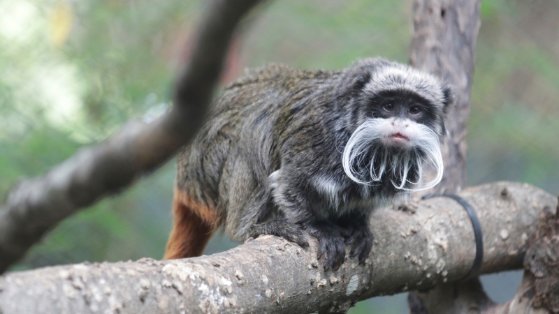 This photo provided by the Dallas Zoo shows an emperor tamarins that lives at the zoo. Two monkeys were taken from the Dallas Zoo on Monday, Jan. 30, 2023, police said, the latest in a string of odd incidents at the attraction being investigated. The emperor tamarins in this photo is not one of the two monkeys involved in the incident. (Dallas Zoo via AP) 