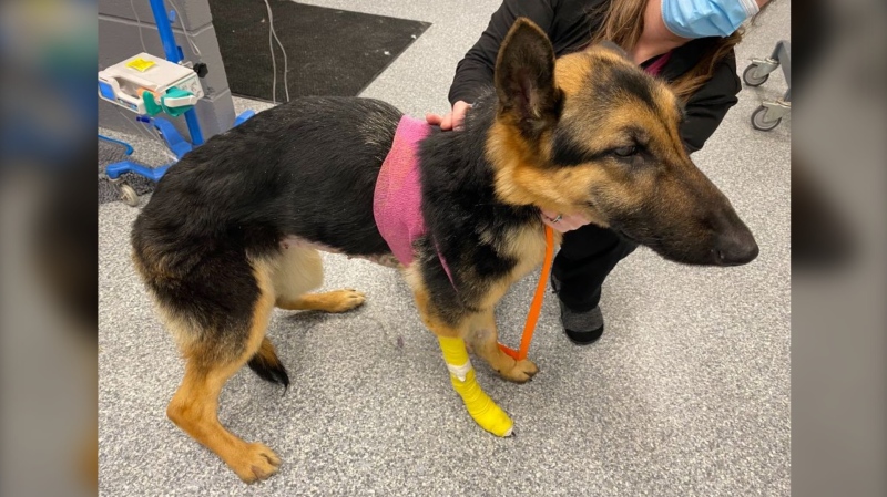 Neglected German Shepard now in the hands of the Barrie OSPCA. (Barrie Police/Twitter)
