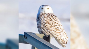 Snowy owl sitting on a bridge railing in rural Ritchot giving me the look of disapproval with how cold it is. Photo by Stu Hughes.