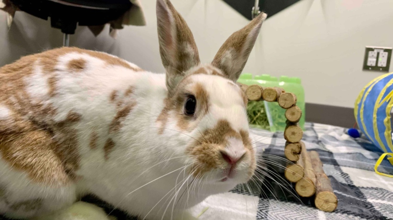Roxie is described as a sweet, affectionate, bunny who is litter trained, spayed, loves bananas and kale, and gives plenty of licks. (Source: Scott Andersson/CTV News Winnipeg)