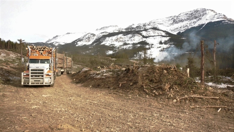 Logging crews are removing trees below Mount Protection to create a fire guard to protect Banff and Lake Louise. 