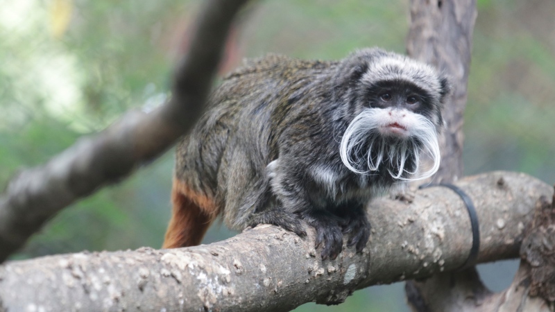 This photo provided by the Dallas Zoo shows an emperor tamarins that lives at the zoo. Two monkeys were taken from the Dallas Zoo on Monday, Jan. 30, 2023, police said, the latest in a string of odd incidents at the attraction being investigated. The emperor tamarins in this photo is not one of the two monkeys involved in the incident. (Dallas Zoo via AP)