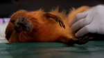 A golden lion tamarin is examined before it is inoculated with a yellow fever vaccine in a lab run by the nonprofit Golden Lion Tamarin Association, in the Atlantic Forest region of Silva Jardim, Rio de Janeiro state, Brazil, Monday, July 11, 2022. (AP Photo/Bruna Prado) 