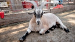 A goat is seen in a file photo. (Los Muertos Crew / Pexels.com)