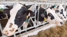 Milk prices in New Brunswick are set to increase by four cents per litre starting Wednesday. Dairy cows are seen at a farm Friday, August 31, 2018 in Sainte-Marie-Madelaine Quebec. (THE CANADIAN PRESS/Ryan Remiorz)