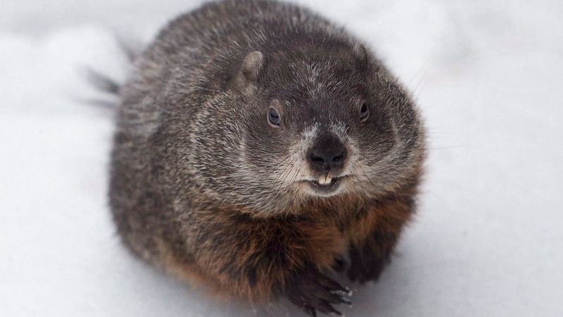 Shubenacadie Sam looks around after emerging from a burrow at the wildlife park in Shubenacadie, N.S. on Friday, Feb. 2, 2018. THE CANADIAN PRESS/Andrew Vaughan