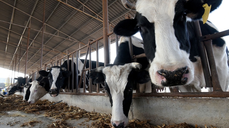Workers feed cows at a dairy farm in Handan, Hebei province, China, in November of 2021. (Hao Qunying/Costfoto/Future Publishing/Getty Images)