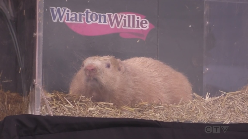 Wiarton Willie as seen on Feb. 2, 2023. (Scott Miller/CTV News London)