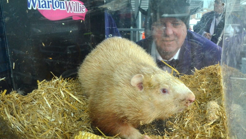 South Bruce Peninsula Mayor Garry Michi looks at Wiarton Willie in a Plexiglass box during the annual Groundhog Day event in Wiarton, Ont., Thursday, Feb.2, 2023. Ontario's Wiarton Willie has called for an early spring. THE CANADIAN PRESS/Doug Ball
