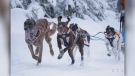 Dogsled races to take place in Wahnapitae