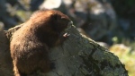 A Vancouver Island Marmot is pictured on Mount Washington in this file photo. (CTV News)