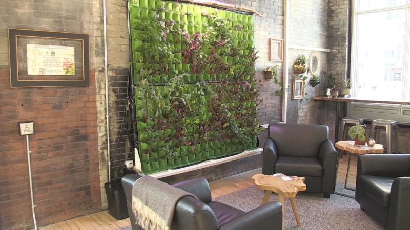 A living food wall has opened in downtown London, Ont. and is a partnership between Pillar Non Profit and the London Food Bank. (Jim Knight/CTV News London)