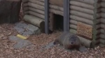 Vancouver Island marmot makes winter prediction