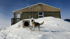 A chained-up dog barks in the small town of Baker Lake in Nunavut on Wednesday, March 25, 2009. Stray dogs are causing issues in some remote communities . (THE CANADIAN PRESS/Nathan Denette)