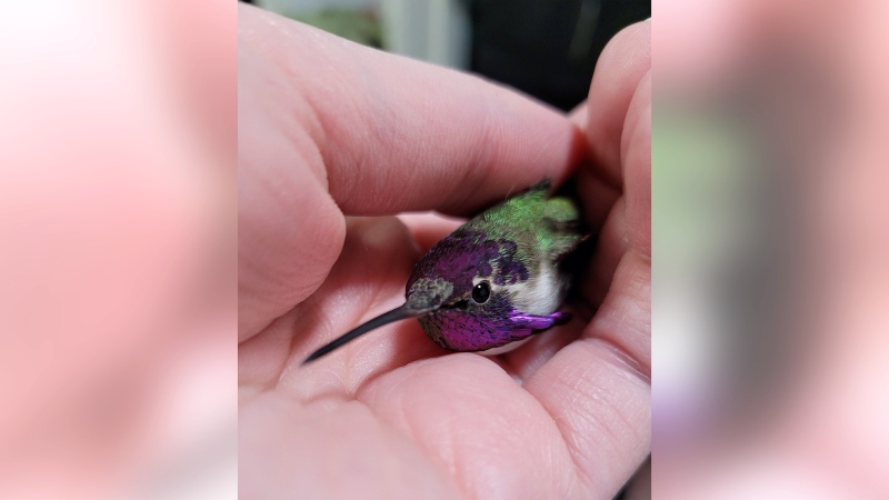 A rare hummingbird, named Yosemite Sam, is recovering at a wildlife rehab centre in Saskatoon. (source: Living Sky Wildlife Rehabilitation)