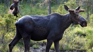 An investigation that lasted almost two years has resulted in moose hunting violation convictions for six people and a lodge in Red Lake in northwestern Ontario. (File)