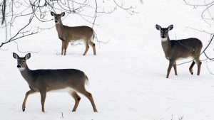 Deer forage through a blanket of snow in Lancaster, N.Y., Saturday, Jan. 5, 2013. White-tailed deer may be a reservoir for COVID-19 variants of concern including Alpha, Delta and Gamma, according to new research out of Cornell University. (AP Photo/David Duprey, File)