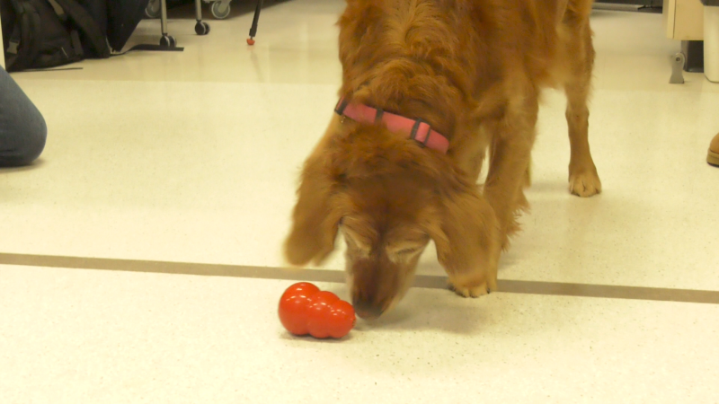 Golden retriever Stella had her life saved by the oncology team at the Western College of Veterinary Medicine (WCVM) at the University of Saskatchewan. (Tyler Barrow/CTV News)
