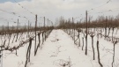 The owner of Bent Ridge Winery in Windsor, N.S., Glenn Dodge, grows a variety of grapes that can't handle extreme cold temperatures. He says he's concerned as this weekend's cold snap approaches.