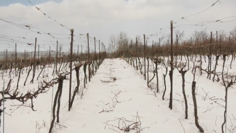 The owner of Bent Ridge Winery in Windsor, N.S., Glenn Dodge, grows a variety of grapes that can't handle extreme cold temperatures. He says he's concerned as this weekend's cold snap approaches. 