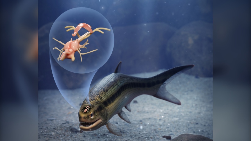 Artist's interpretation of a remarkable 319-million-year-old fish that preserves the earliest fossilized brain of a backboned animal. (Márcio L. Castro)