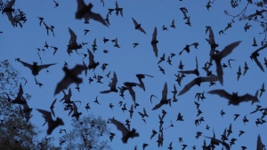 Bats come out of the Volcan de los Murcielagos, a cave that is home to three million bats, in the Balam-Ku reserve, in the Yucatan Peninsula of Mexico, on Wednesday, Jan. 11, 2023. (AP Photo/Marco Ugarte) 