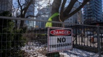 Green fabric is tied around trees at Osgoode Hall in Toronto on Friday February 3, 2023. The Law Society of Ontario says it will seek an injunction to stop Metrolinx from cutting down the 200+ year old trees on the grounds. THE CANADIAN PRESS/Frank Gunn
