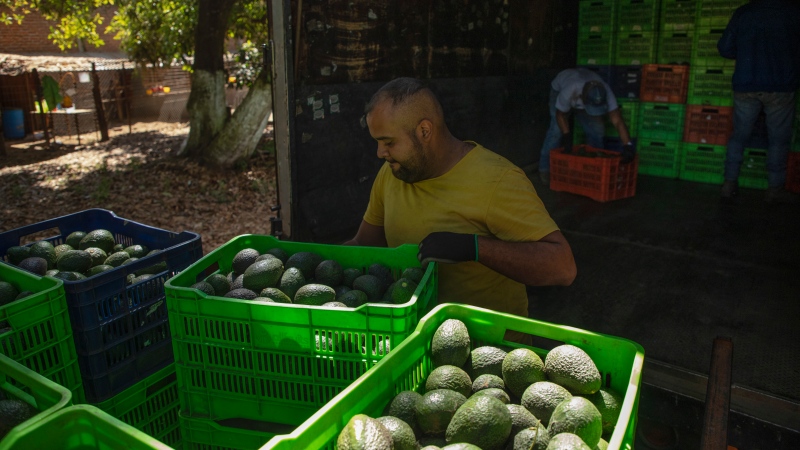 A man works at an avocado orchard in Santa Ana Zirosto, Michoacan state, Mexico, Thursday, Jan. 26, 2023. (AP Photo/Armando Solis)