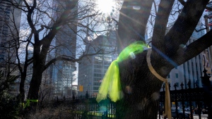 Green fabric is tied around trees at Osgoode Hall in Toronto on Friday February 3, 2023. THE CANADIAN PRESS/Frank Gunn