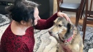 Janis Fitzpatrick pets Xena a day after she had emergency surgery for wounds from a dog attack (CTV News Edmonton/Amanda Anderson).