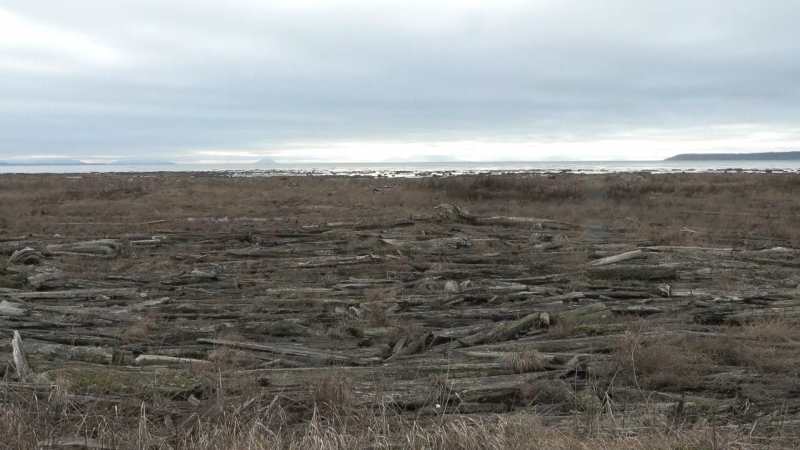 The project, led by Ducks Unlimited Canada, aims to restore the ecosystem by removing many of the logs that have accumulated in the marsh over the years. (CTV)
