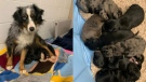 This photo provided by the BC SPCA shows a dog who was rescued from a basement along with her litter of puppies.