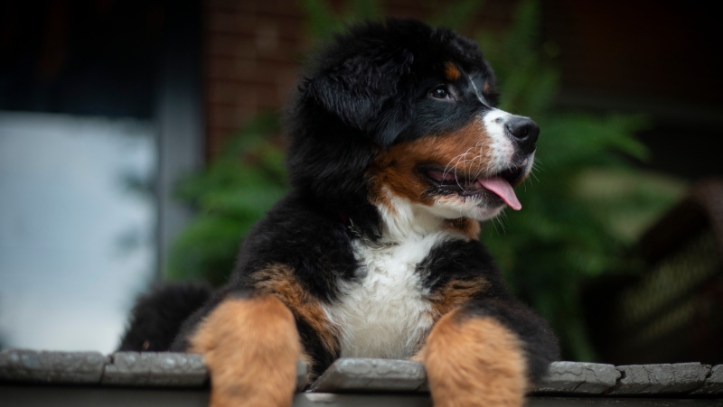 A Bernese Mountain Dog sits on a Toronto front porch Saturday, July 6, 2019. THE CANADIAN PRESS/Graeme Roy