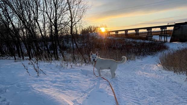 A walk with Miss Marlo in Morris. Photo by Gisele Lauze.